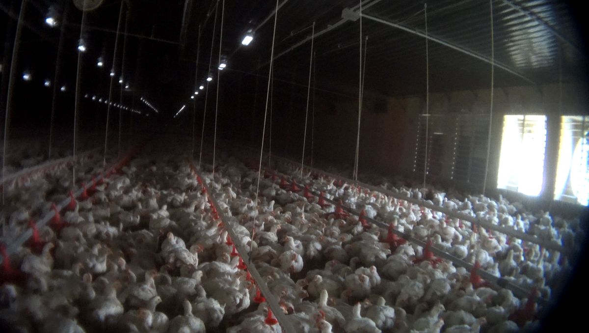 Thousands of birds are densely packed inside a long barn.