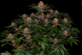Autoflowering Seeds: The Future of Home Cannabis Cultivation