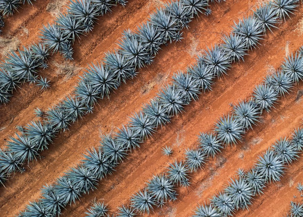 Mezcal vs Tequila: What’s Actually the Difference