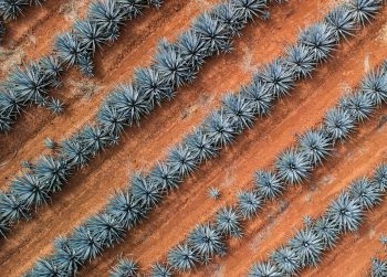 Mezcal vs Tequila: What’s Actually the Difference