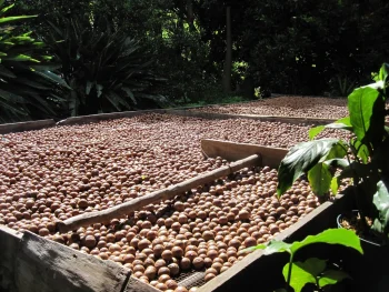 Nourish Your Body as You Age with Macadamia Nuts