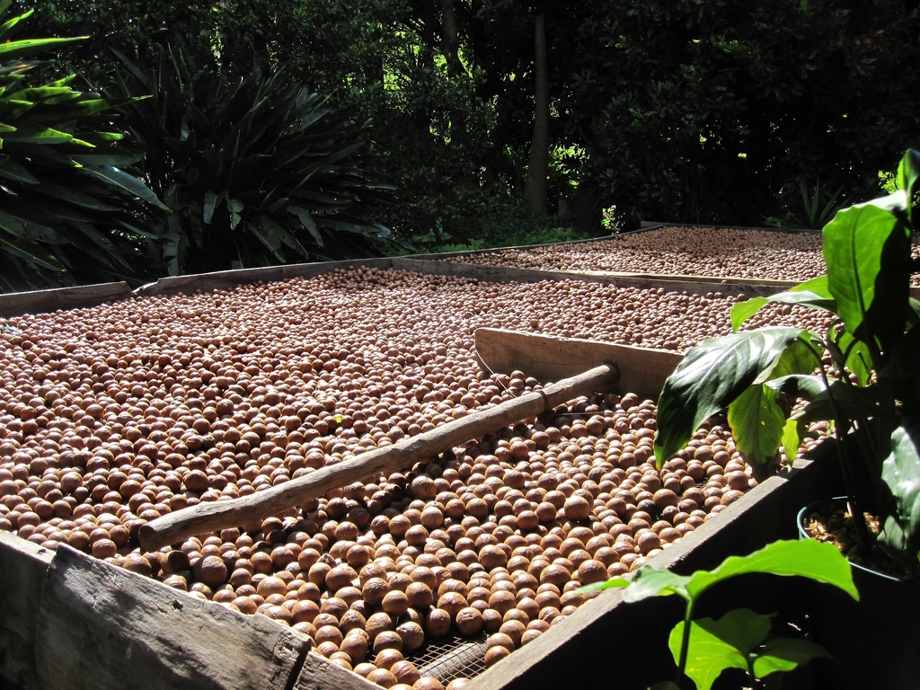 Macadamia nuts harvest