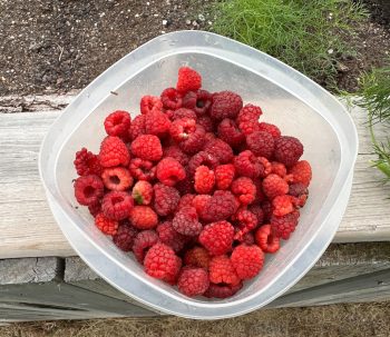 The Vibrant World of Freeze-Dried Raspberry Powder: A Culinary and Nutritional Powerhouse